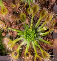 drosera omissa